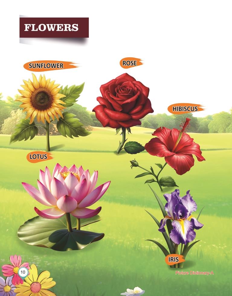 Picture Dictionary A 10