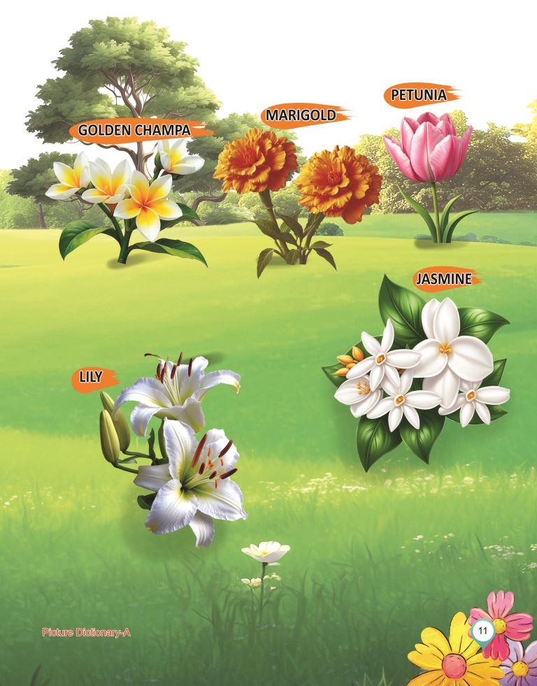 Picture Dictionary A 11