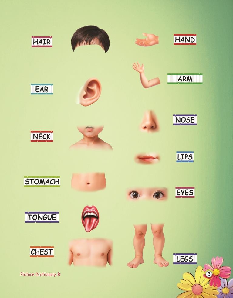 Picture Dictionary B 3